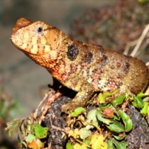 チュウゴクワニトカゲ