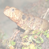 チュウゴクワニトカゲ
