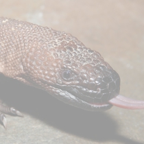 メキシコドクトカゲ