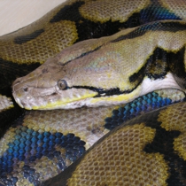 アミメニシキヘビ