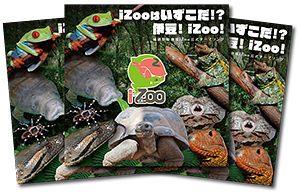公式テーマソング
iZooはいずこだ!?
伊豆! iZoo!のCD
