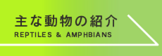 iZoo【イズー】にいる主な動物
