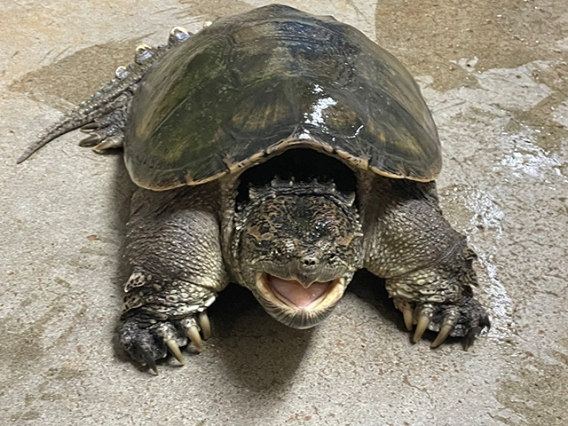 カミツキガメ(特定外来生物)