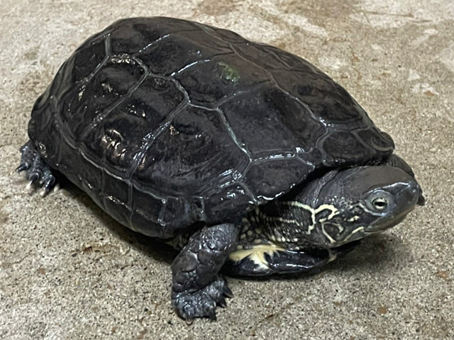クサガメ