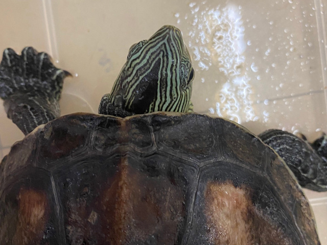 ハナガメ(特定外来生物)