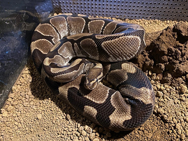 ボールニシキヘビ